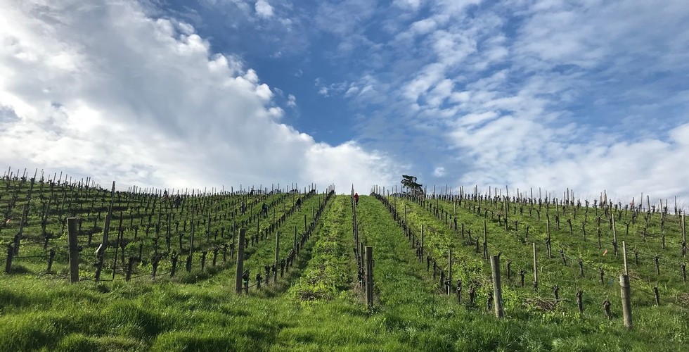 Vineyard at Hirsch Vineyards