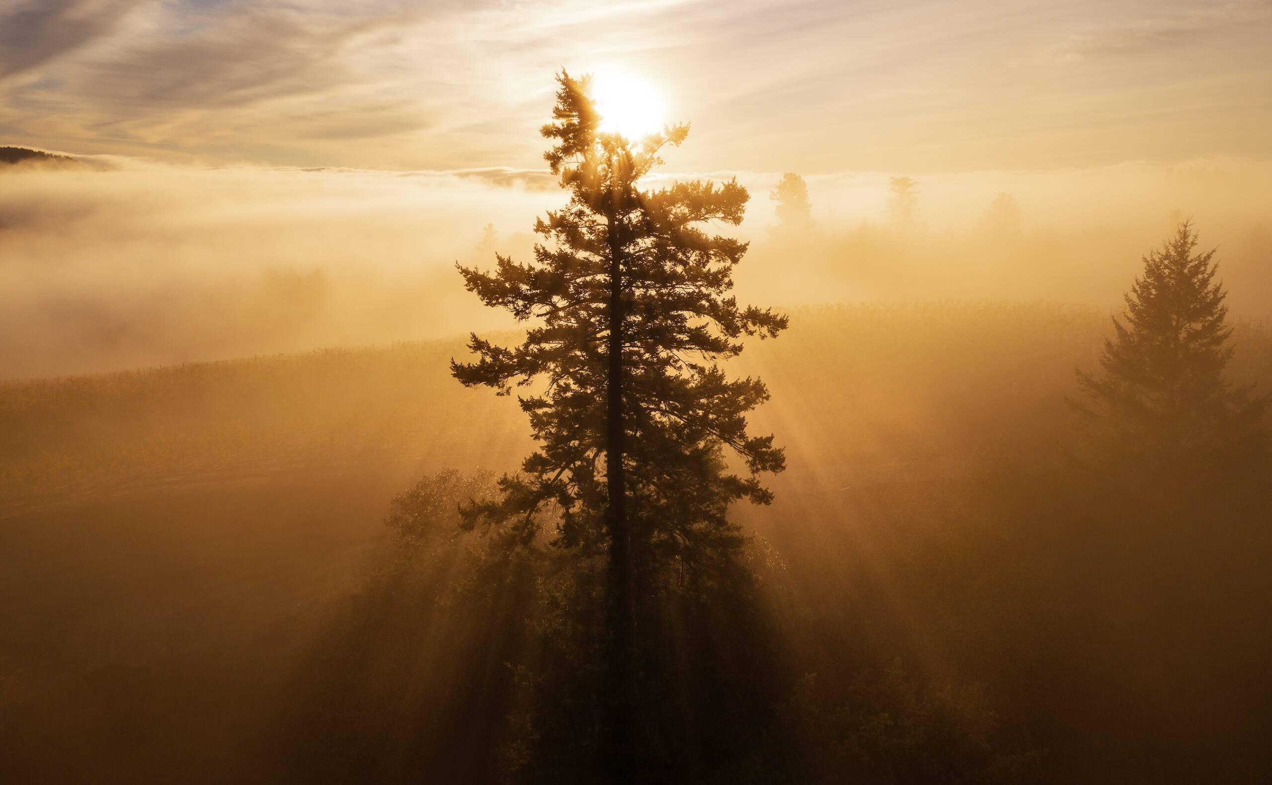A tall tree at Hirsch Vineyards with the early morning sun.