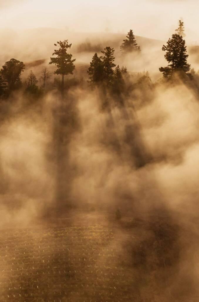Trees and fog at Hirsch Vineyards.