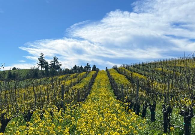 Spring 2024 Winemaker Letter