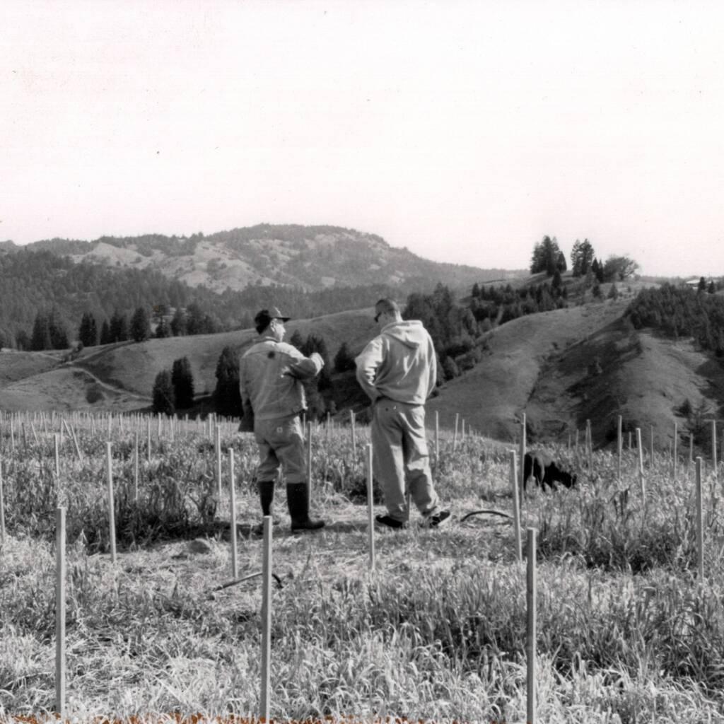 A photo of two men planting a vineyard.