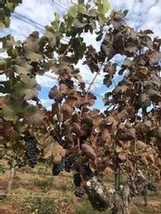Stressed vines from phylloxera at East Ridge