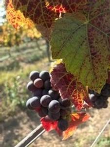 Tiny clusters of grapes at East Ridge