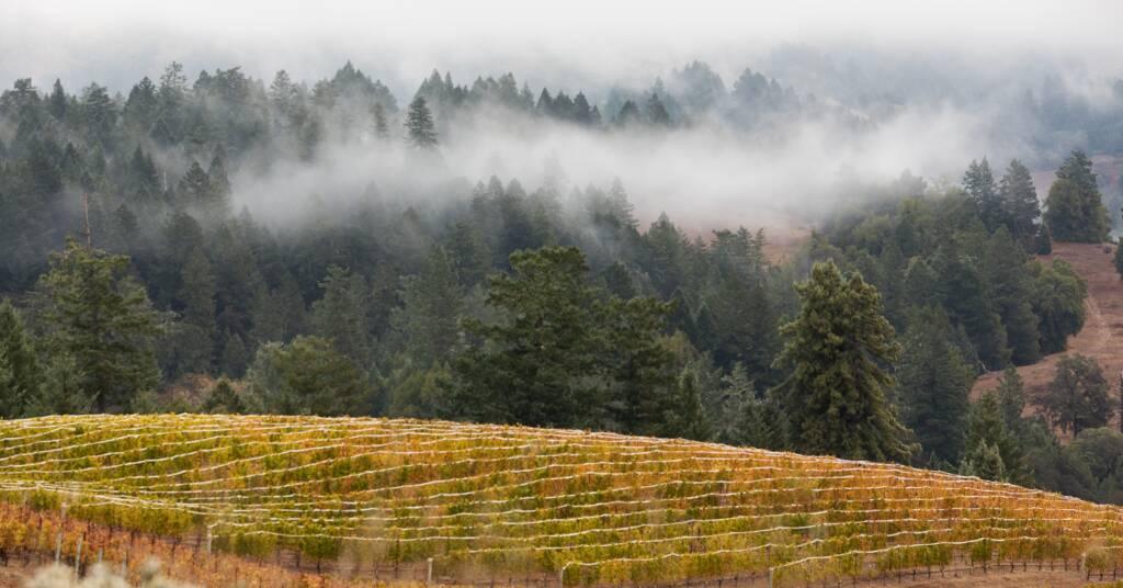 Fall 2024 Winemaker Letter