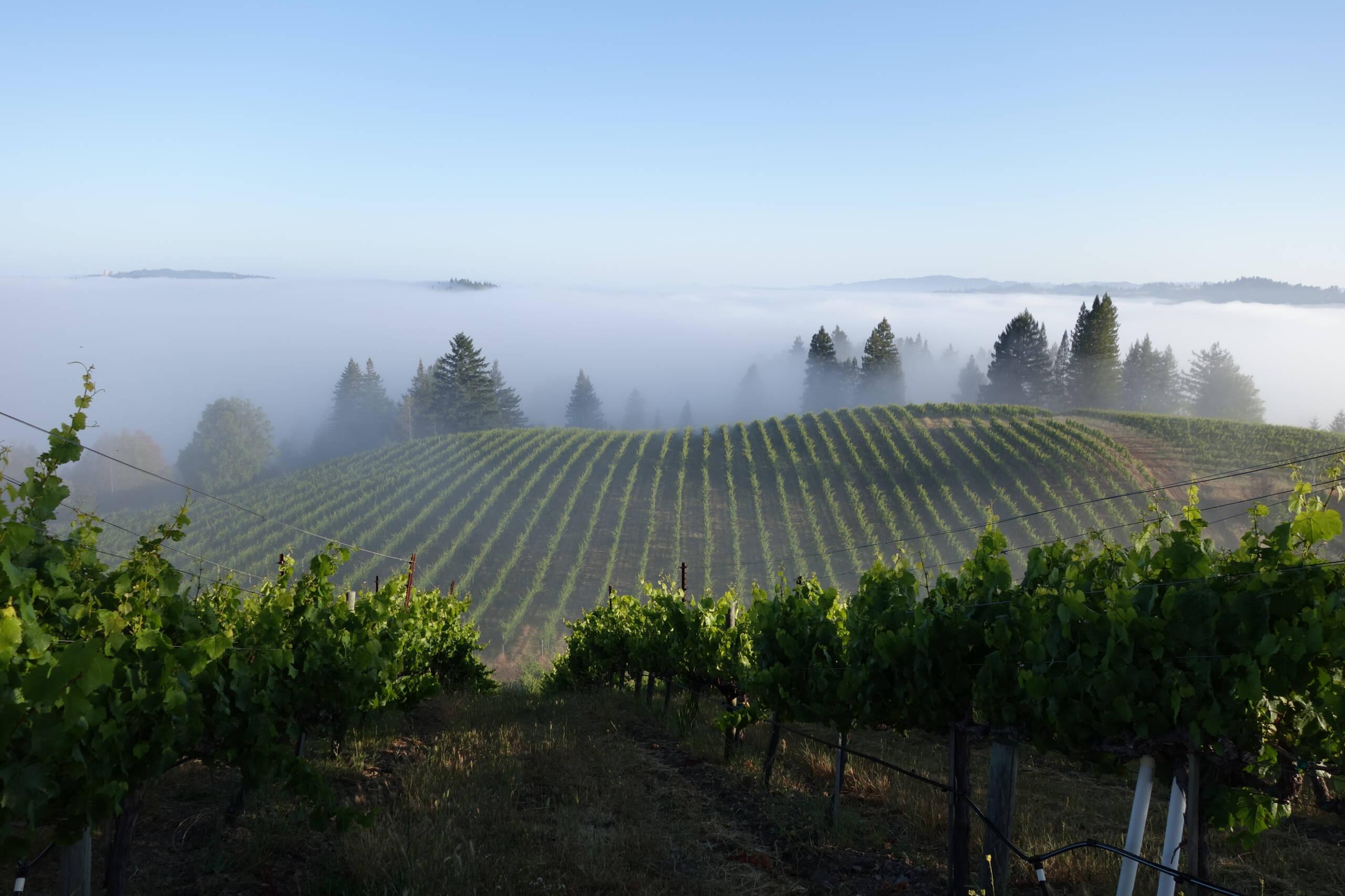 Block 8 vineyard at Hirsch Vineyards