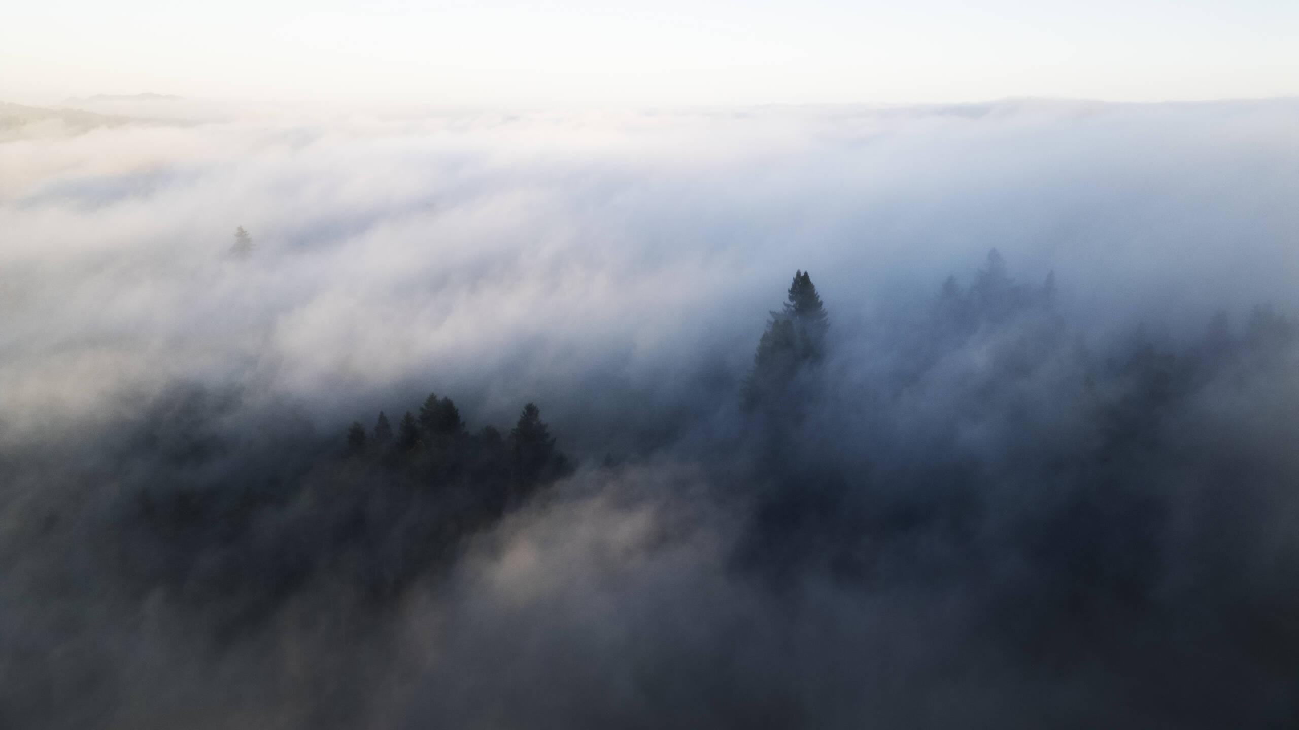 Coastal fog on the Sonoma Coast