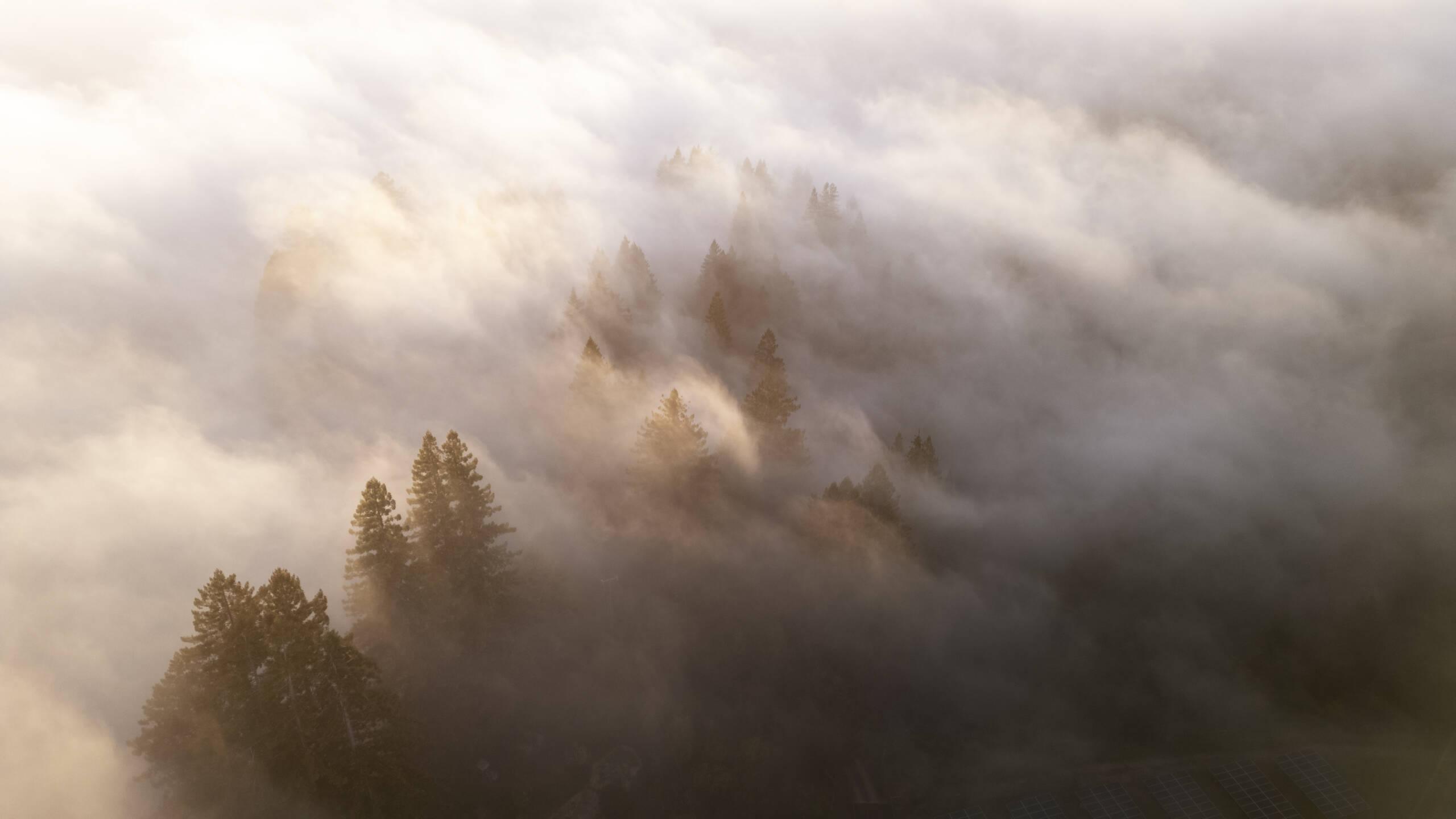 Coastal fog covering the vines and redwoods along the coast.