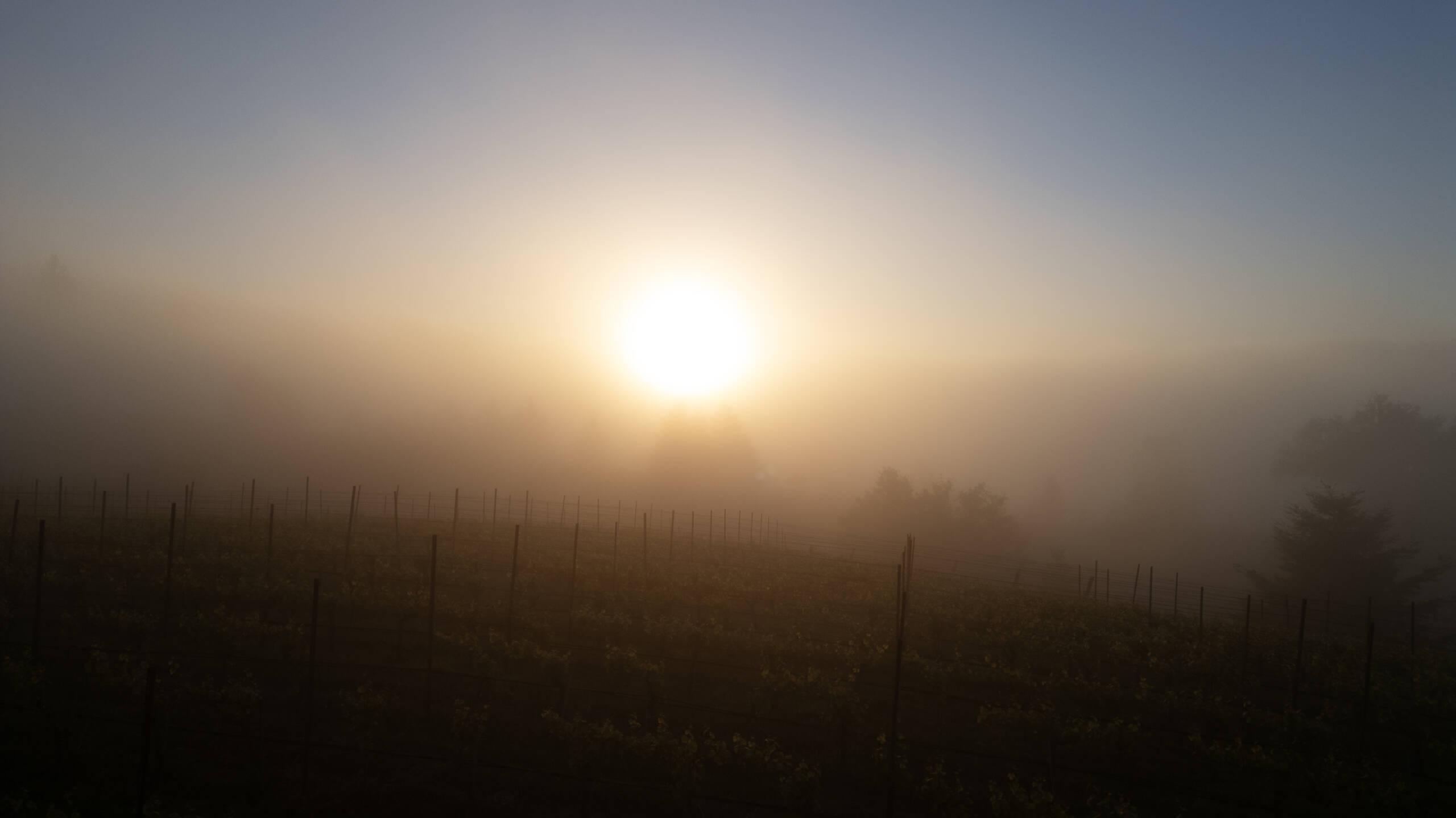 Hirsch Vineyards sunny foggy afternoon