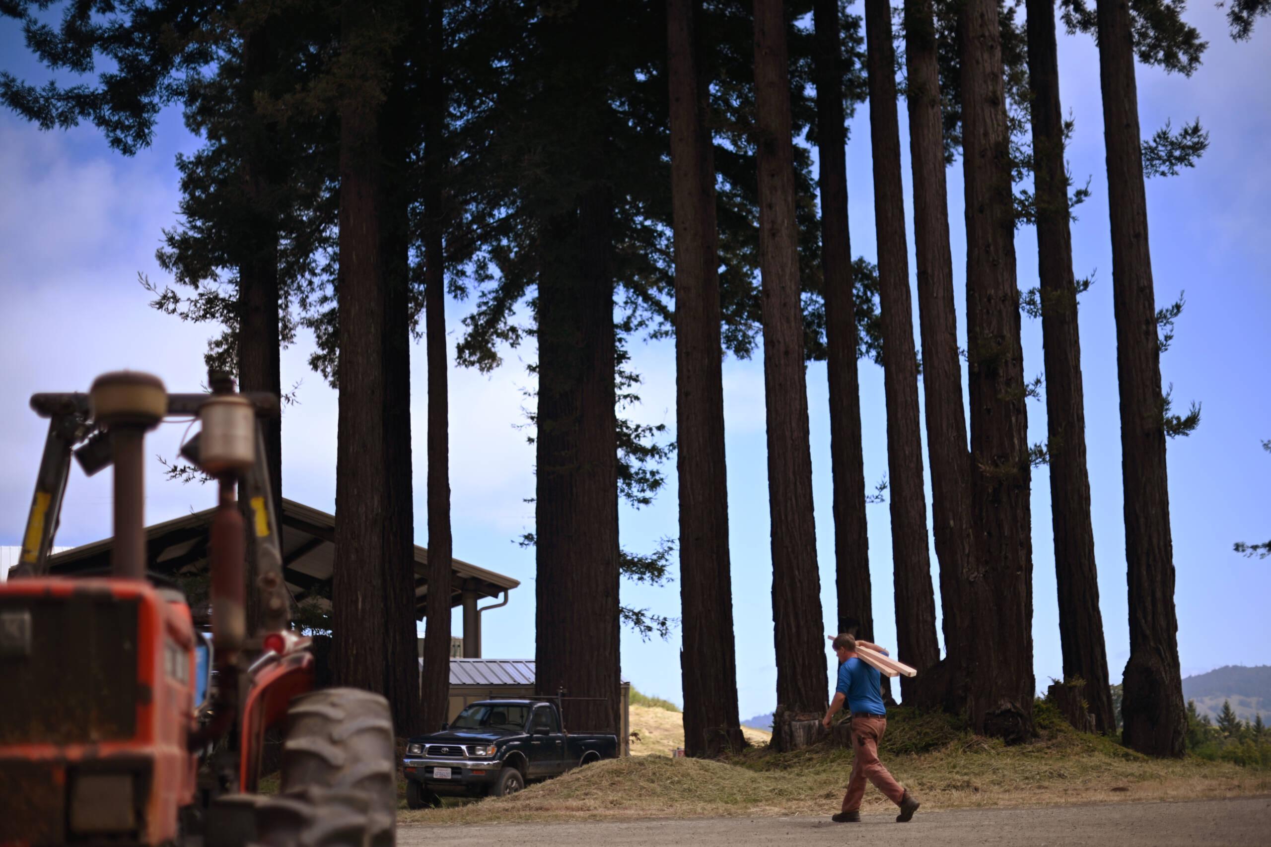Farm work at the barns beneath the towering redwood trees.