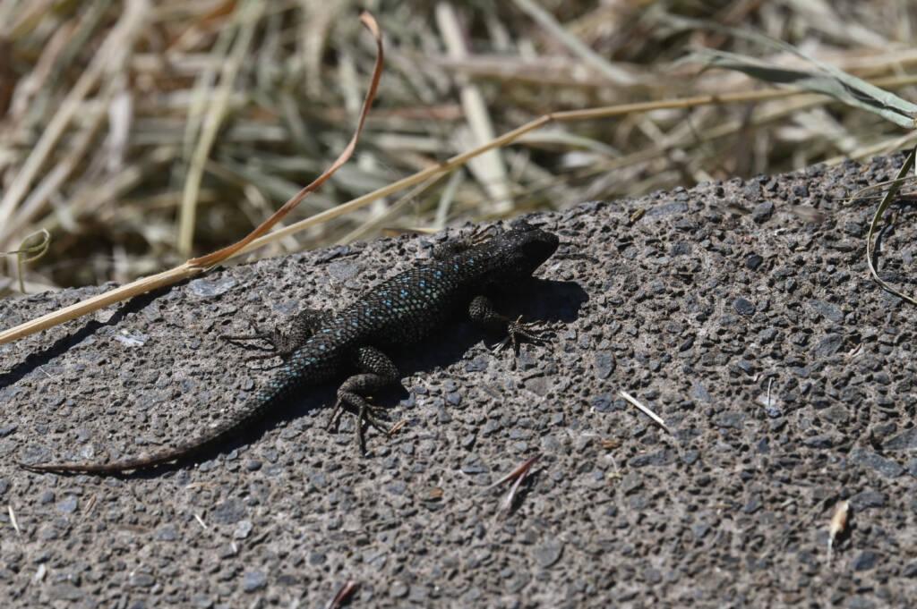 Lizard at Hirsch Vineyards.