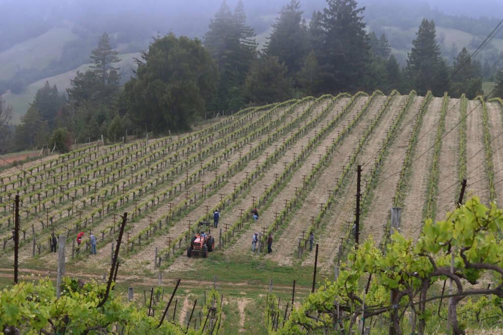 Workers tending to the vines of Block 8 at Hirsch Vineyards.