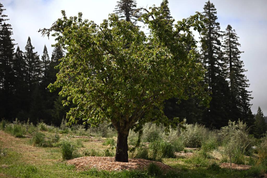 An olive tree at Hirsch Vineyards.