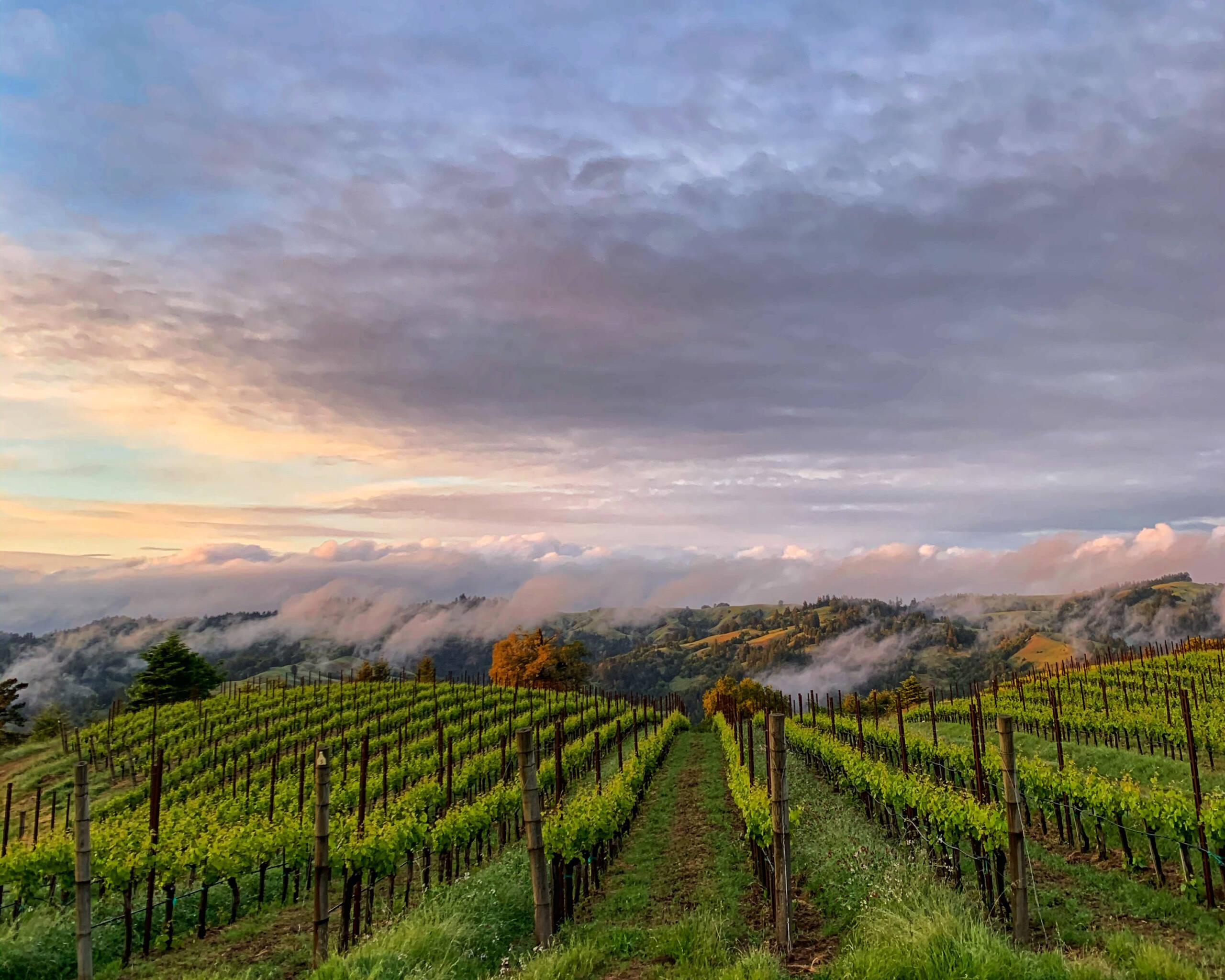 Raschen Ridge at Hirsch Vineyards