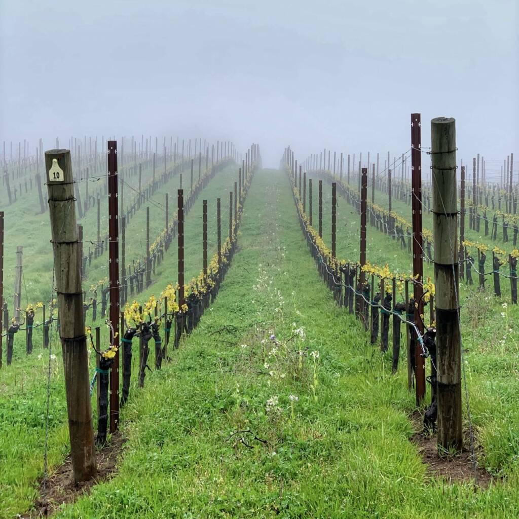 Grapevines during a cool foggy morning.