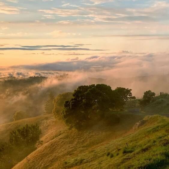 A view towards the coast at Hirsch Vineyards. Mountains, trees, and fog.
