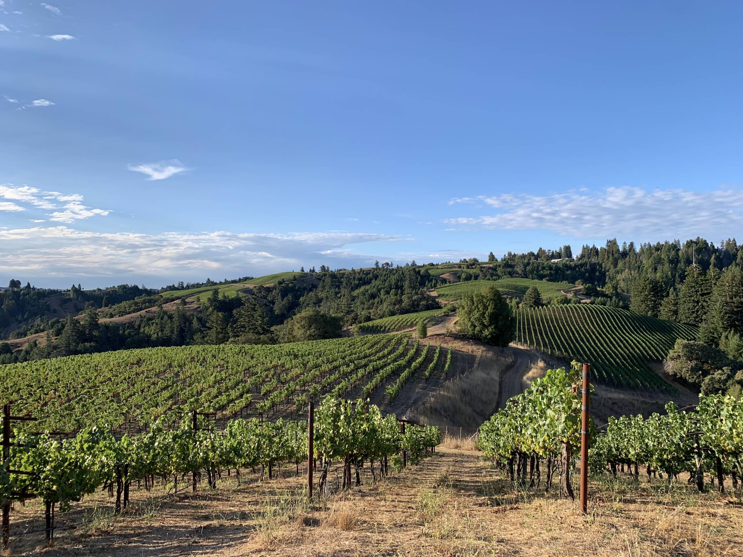 The West Ridge at Hirsch Vineyards