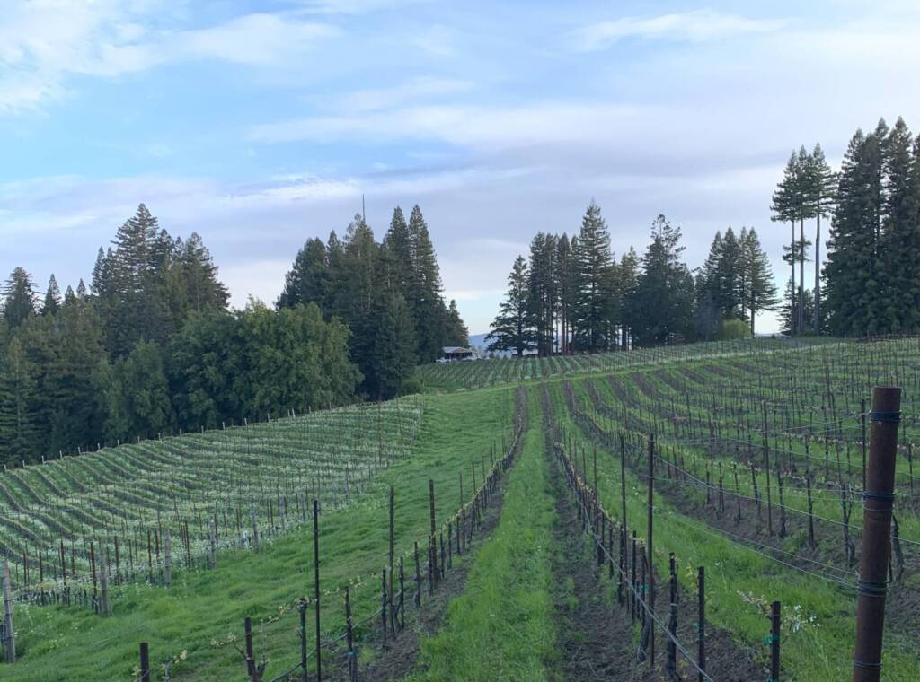 The History of The Old Vineyard