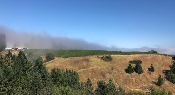 Fog from the Pacific encroaching on the Raschen Ridge.