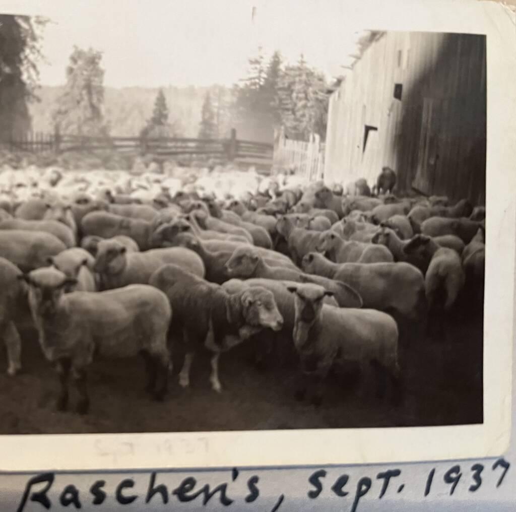 A herd of sheep.