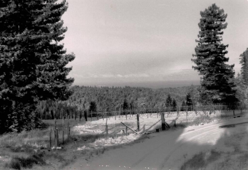 Snowy weather at Hirsch Vineyards