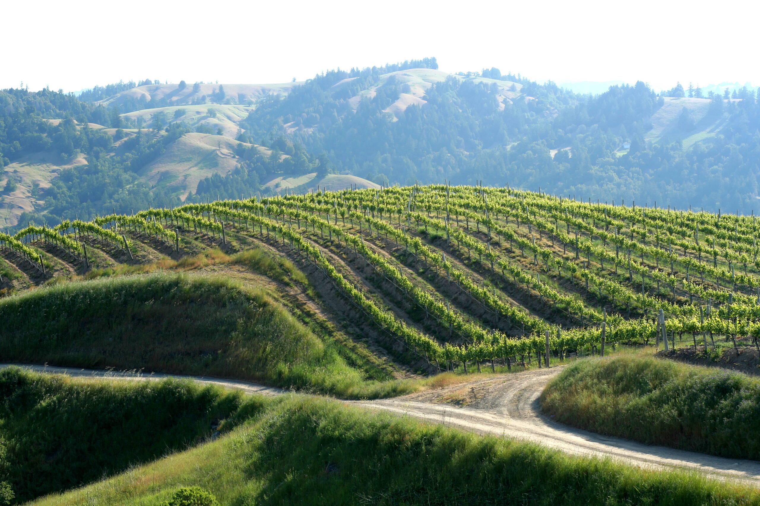 The East Ridge at Hirsch Vineyards