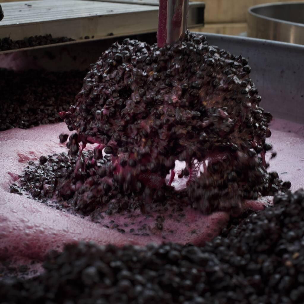 Punching down Pinot Noir.