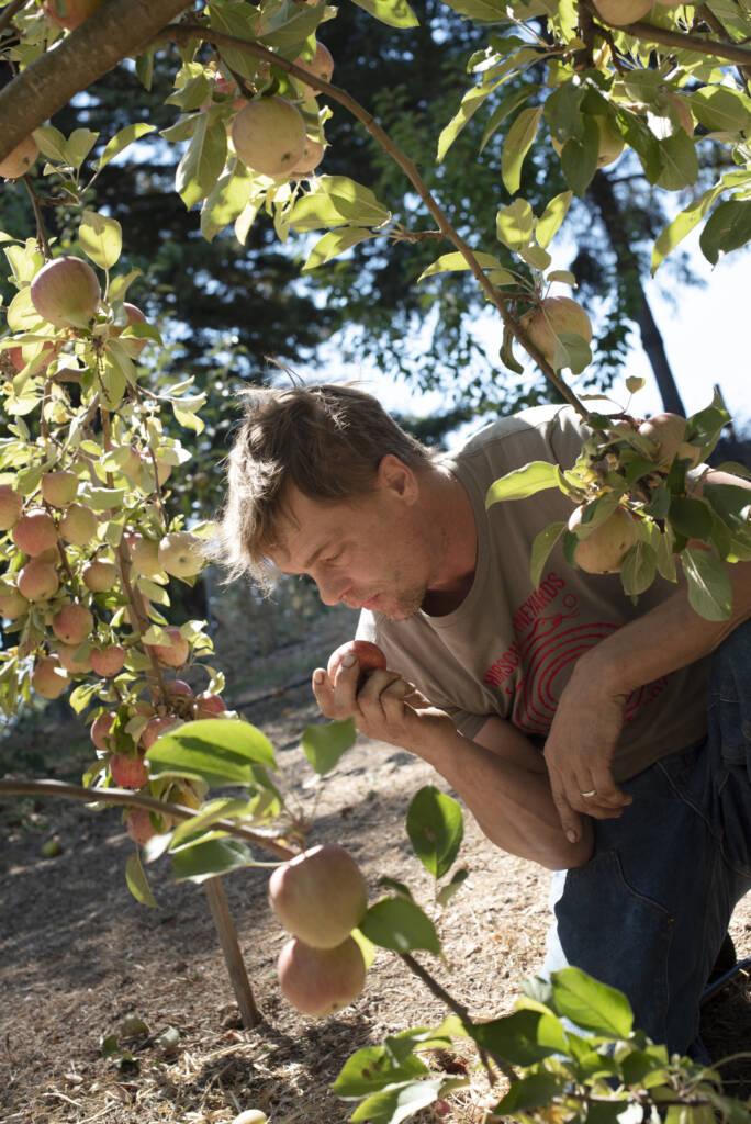 Joel Kellum checking on the apple orchard at Hirsch Vineyards.