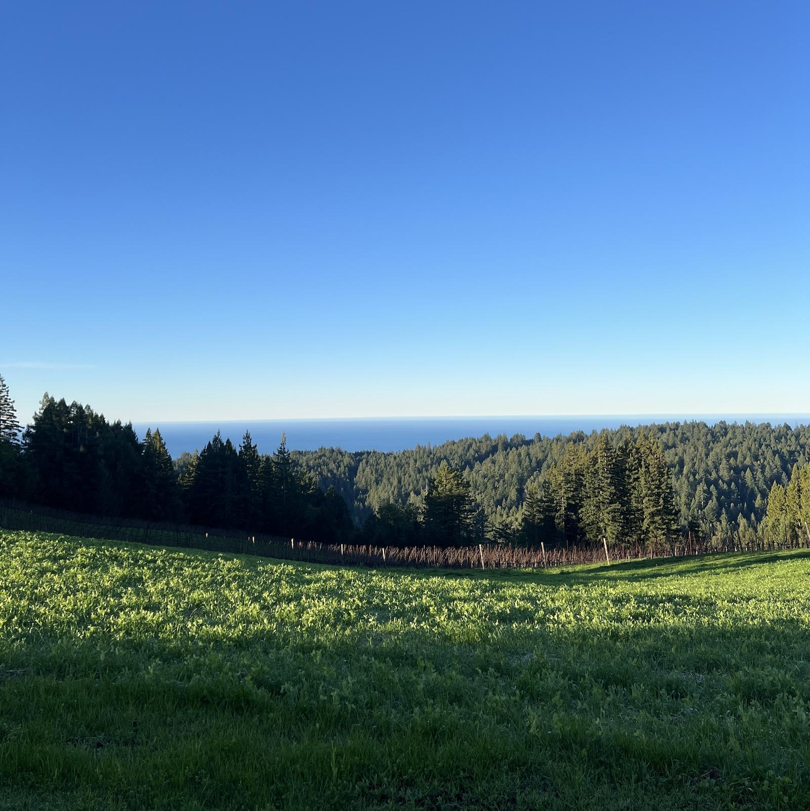 Maritime Fields vineyard