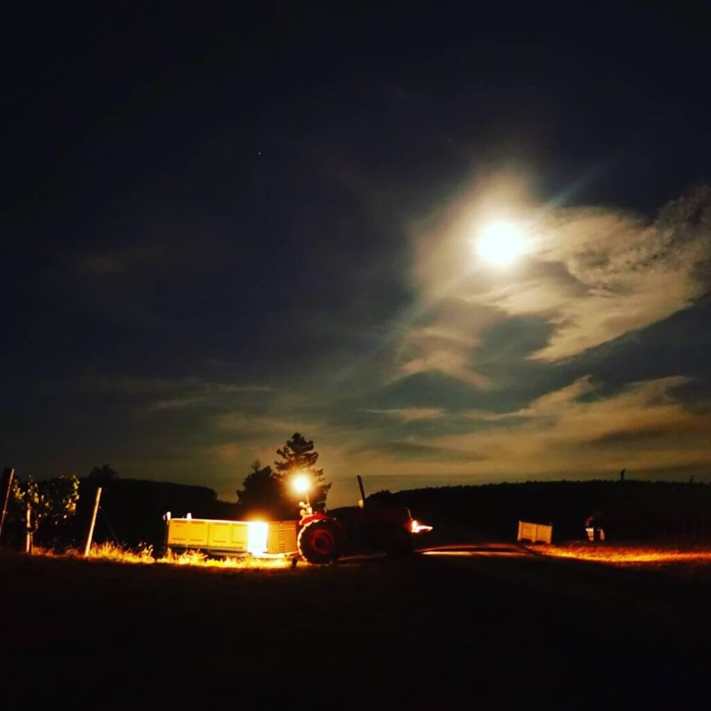 A tractor with its headlights on driving through the vineyard at night during a night pick.