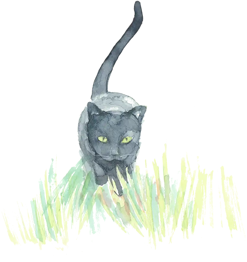 Black cat water color illustration