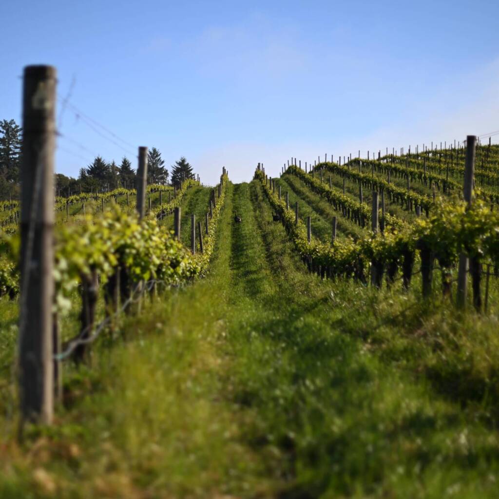Hirsch Vineyards row of vines