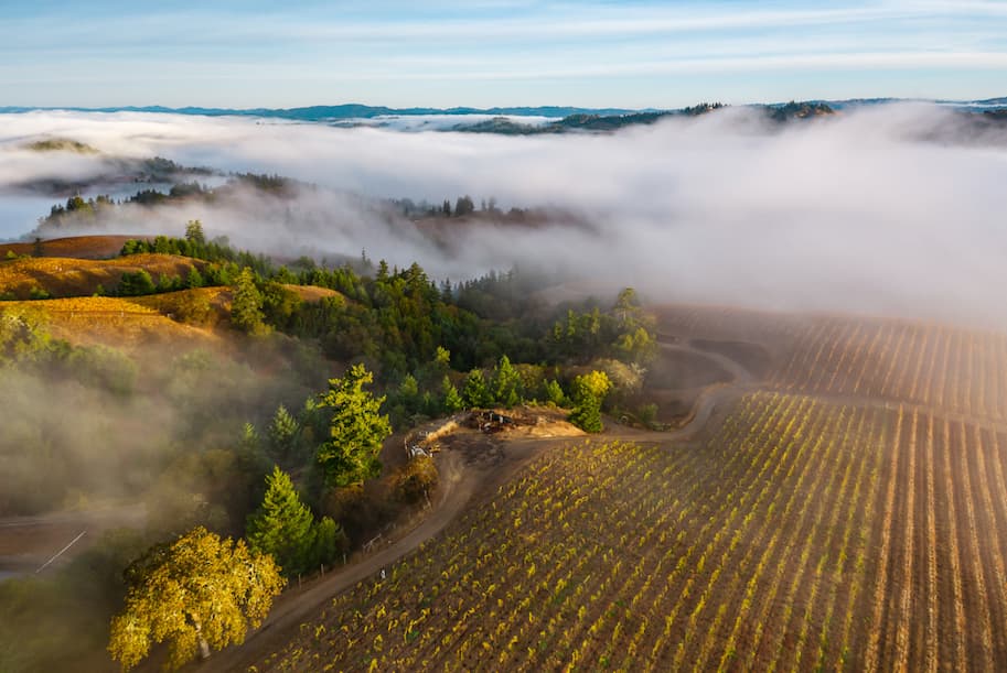 Hirsch Vineyards