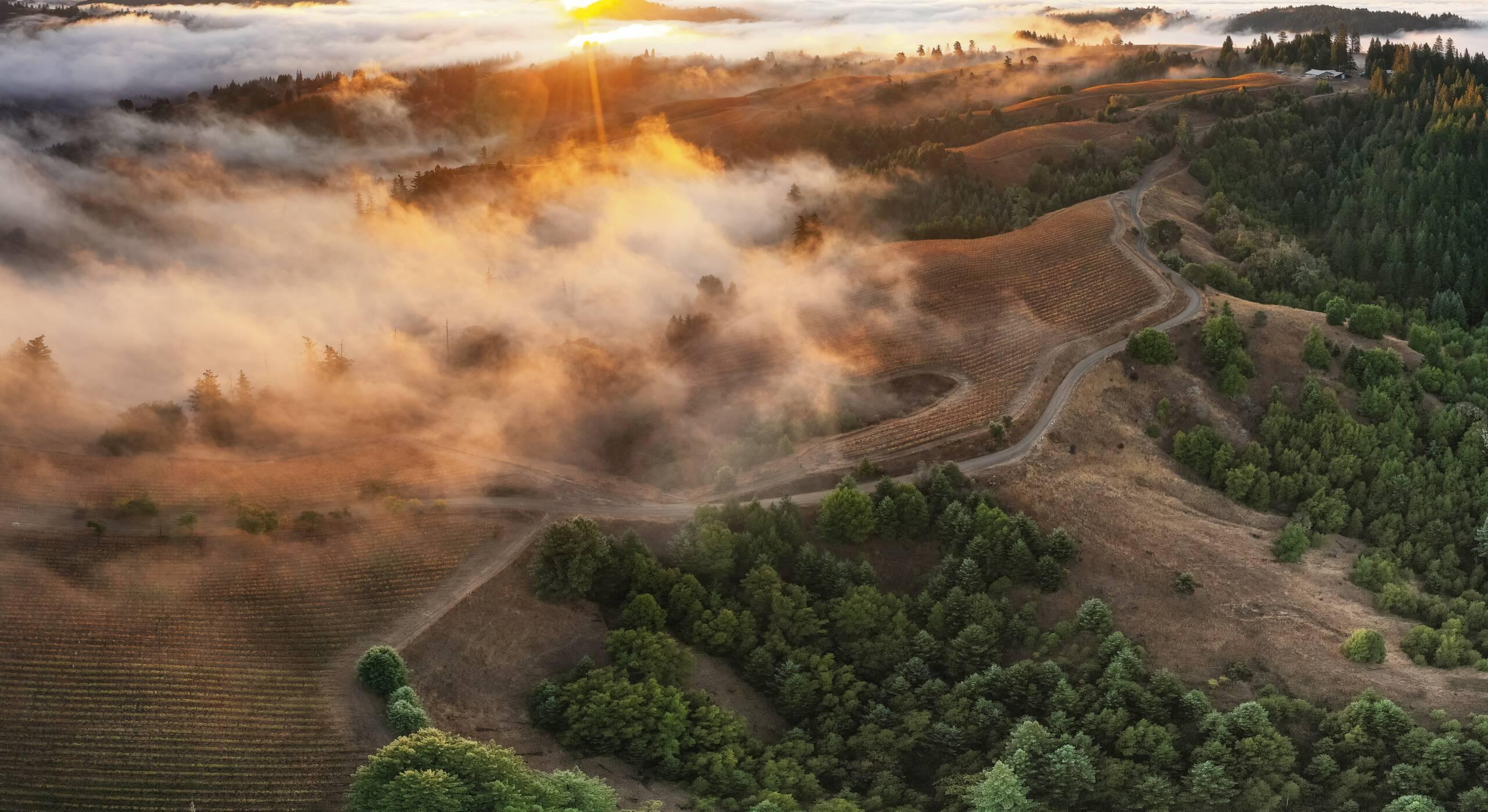 Hirsch Vineyards and winery